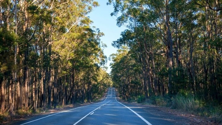 tree-lined road curving through soft afternoon light